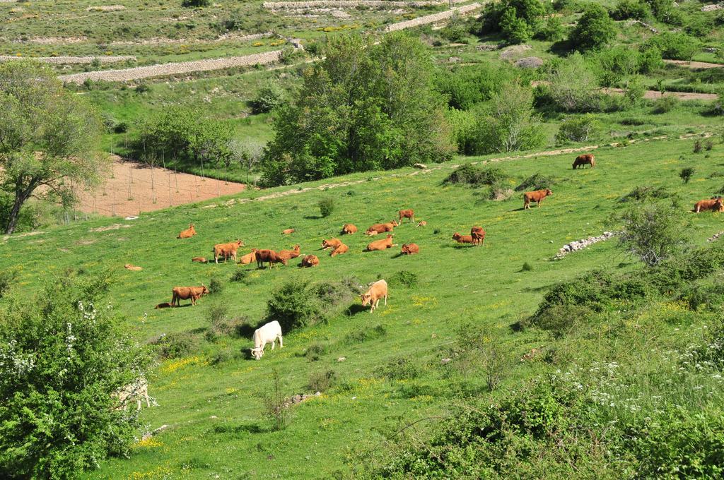 Casa Rural El Boixar - El Mirador Bojar 외부 사진